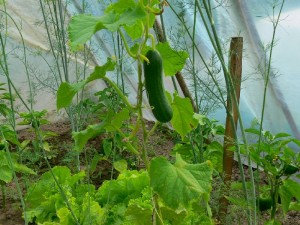 uprawa ogórków w szklarni ogrodowej