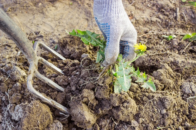nawożenie gleby po zbiorach